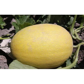 HSM18 Meijin oval golden yellow F1 hybrid hami melon seeds,honeydew